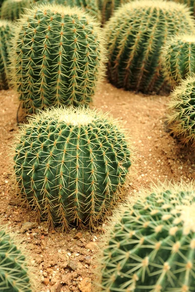 Kaktusgewächse — Stockfoto