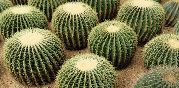Hintergrund der Kaktusgewächse — Stockfoto