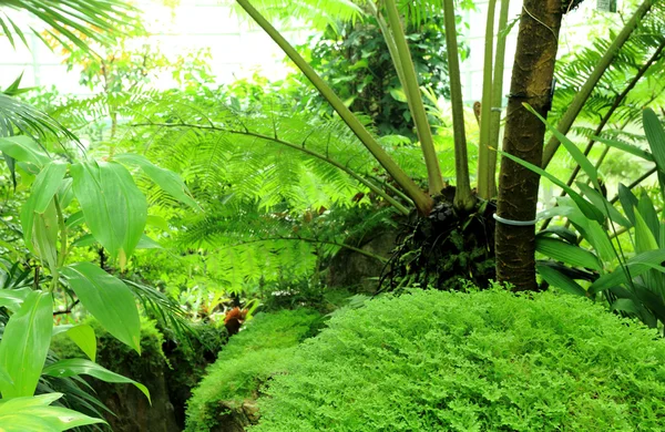 พื้นหลังพืชสีเขียว — ภาพถ่ายสต็อก