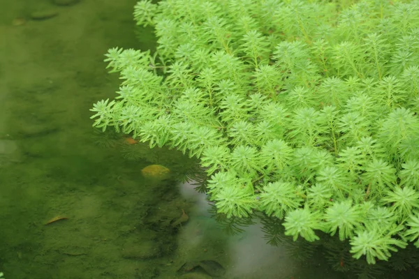 浮遊植物 — ストック写真