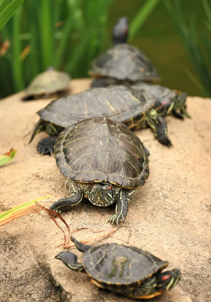 Tortoises — Stock Photo, Image
