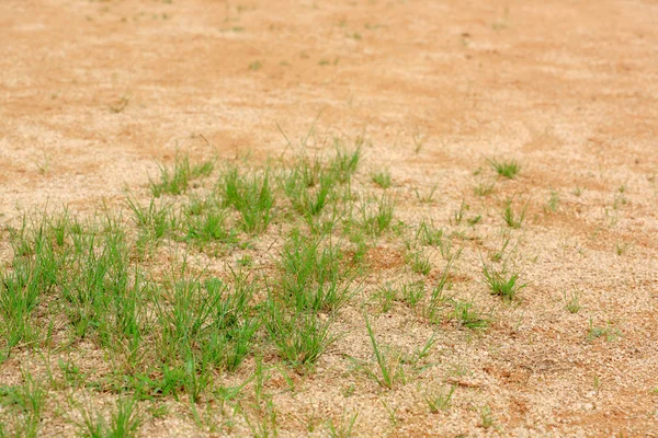 草长在沙土地上 — 图库照片