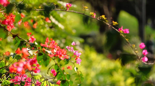 Stock image Flower in spring time