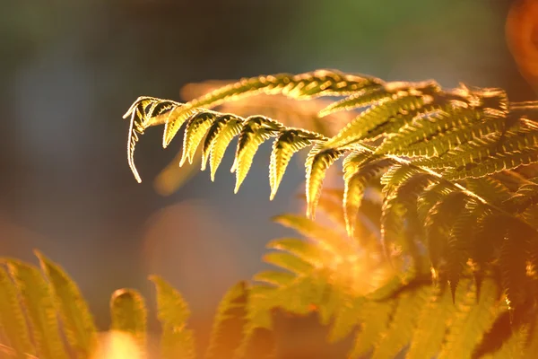Güneş ışığı ile yaprak — Stok fotoğraf