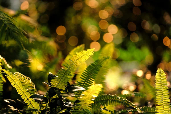 Folha na floresta com sol — Fotografia de Stock