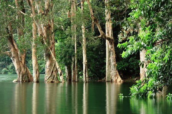 호수에 나무 — 스톡 사진