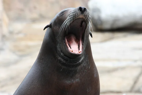 stock image Sleepy sea lion