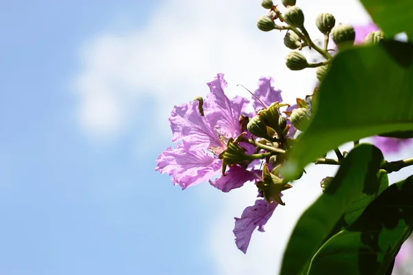 stock image Flower with sky