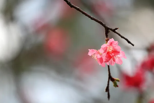 stock image Japanese cherry blossoms