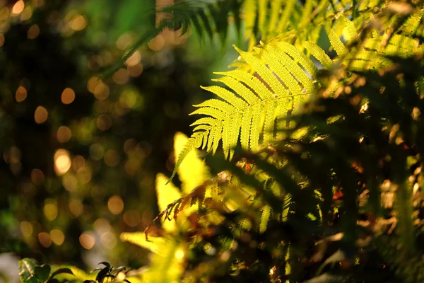 Feuille en forêt avec soleil — Photo