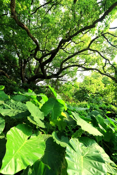 ツリーとフォレスト内の植物 — ストック写真