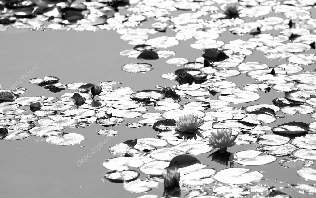 Lotus pool, black and white