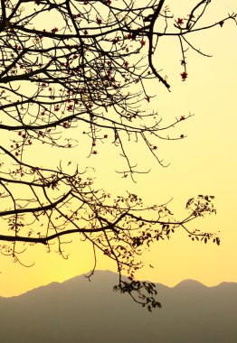 Sunset and a tree clipart