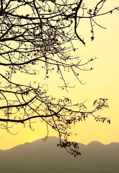 stock image Sunset and a tree