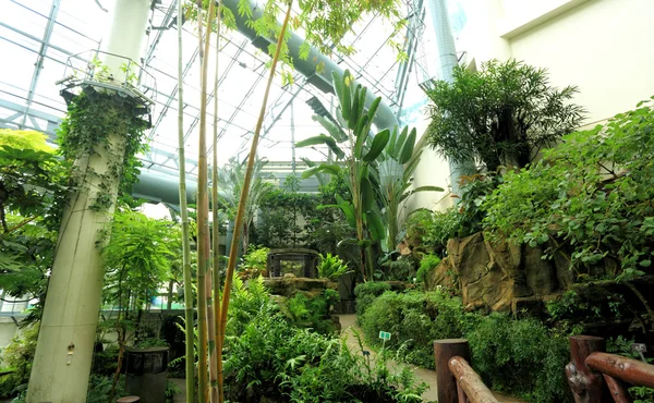 stock image Plants inside the greenhouse