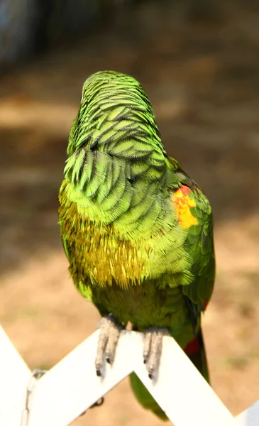 Papagaio olhar para trás — Fotografia de Stock