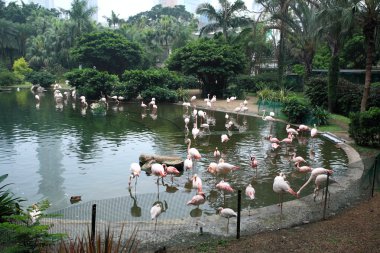 Flamingo Parkı havuzda