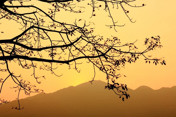 stock image Sunset and tree