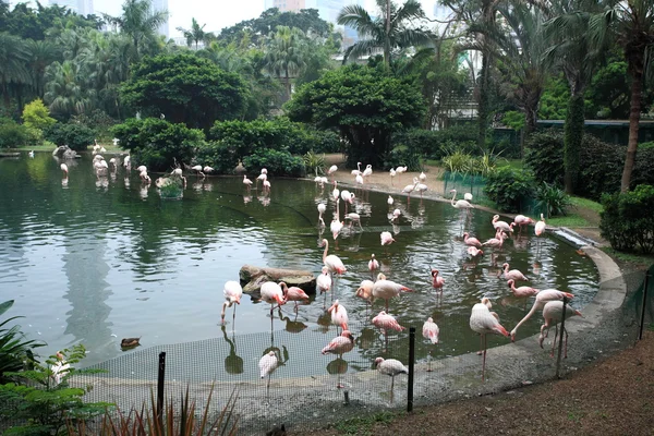 Flamingo pool in park — Stock Photo, Image
