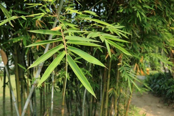 Foglia di bambù — Foto Stock