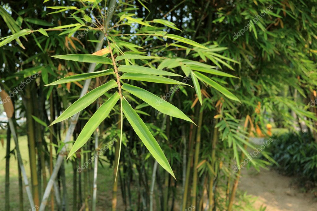 Bamboo leaf — Stock Photo © leungchopan 2893660