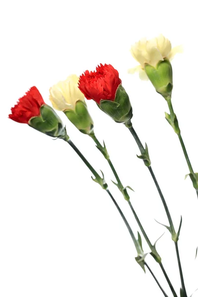 Karafiát, květ — Stock fotografie