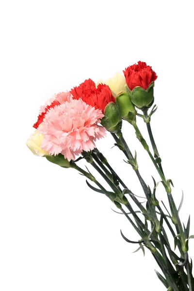 Karanfil, çiçek — Stok fotoğraf
