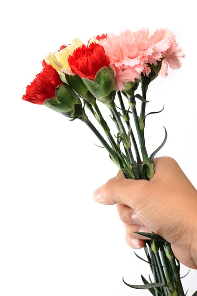 Goździk, kwiat trzymać ręcznie — Zdjęcie stockowe