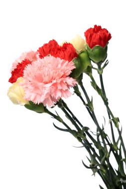 Carnation, flower for mother day clipart