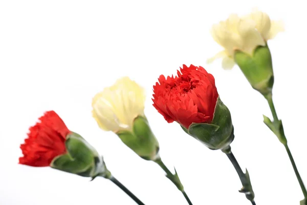 Carnation, bloem voor mother day — Stockfoto