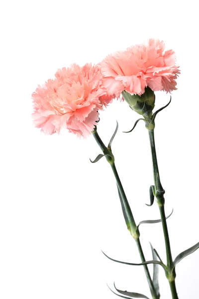 Goździk, kwiat, na dzień matki — Zdjęcie stockowe