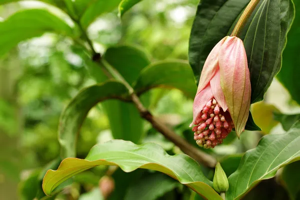 stock image Rose grape