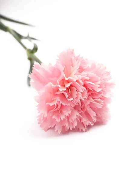 Goździk, kolor różowy — Zdjęcie stockowe