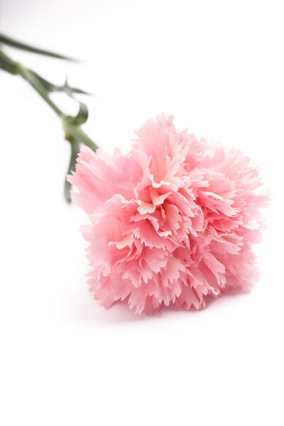 Carnation, pink color