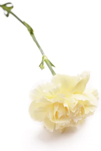 Karafiát, květina na den — Stock fotografie