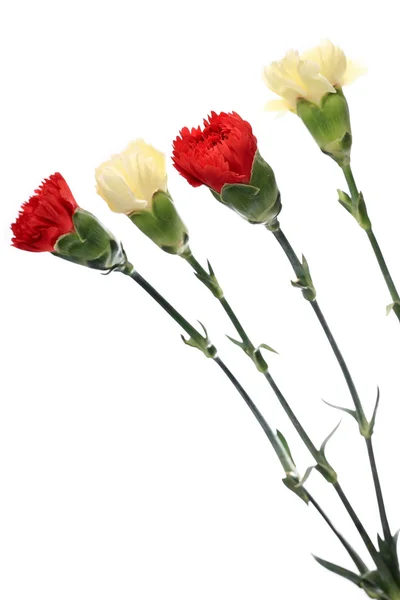 Cravo, flor para o dia da mãe — Fotografia de Stock