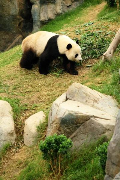 Panda — Stock Photo, Image