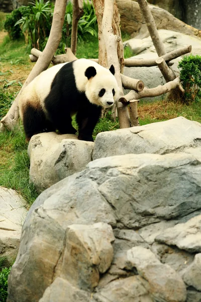 Panda. —  Fotos de Stock