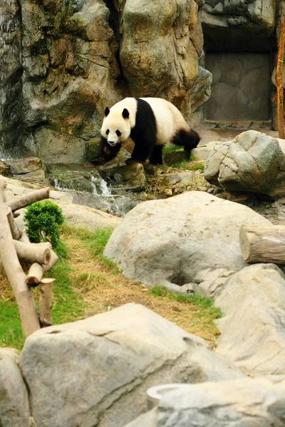 Panda. — Fotografia de Stock