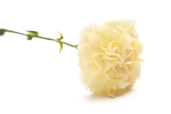 白いカーネーションの花 — ストック写真