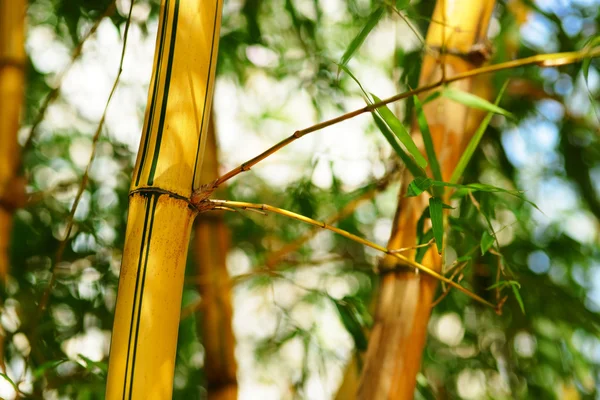 Bambu ormanı arka plan — Stok fotoğraf