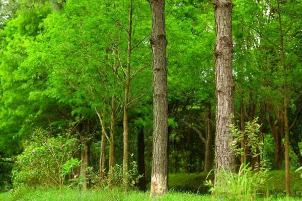 Baum im Wald — Stockfoto