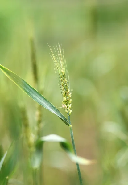 Weizen Nahaufnahme — Stockfoto
