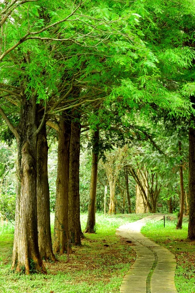 stock image Trees and road