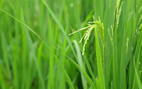 Ryż niełuskany na polu — Zdjęcie stockowe