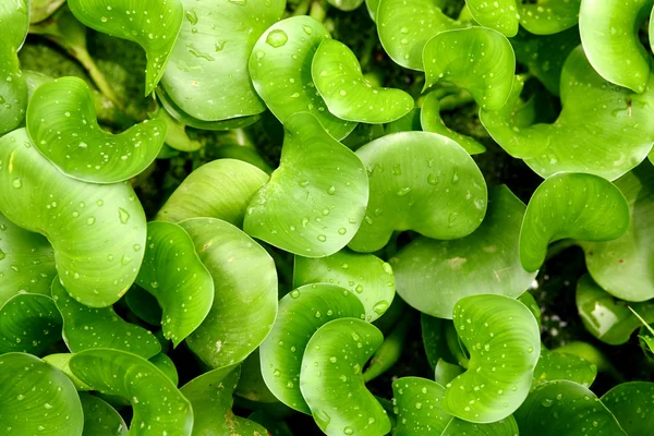 Waterdruppel op bladachtergrond — Stockfoto