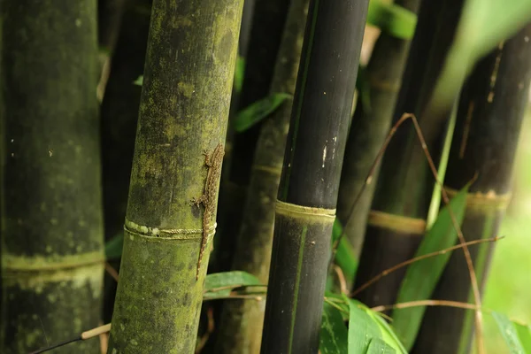 Bambú con lagarto — Foto de Stock
