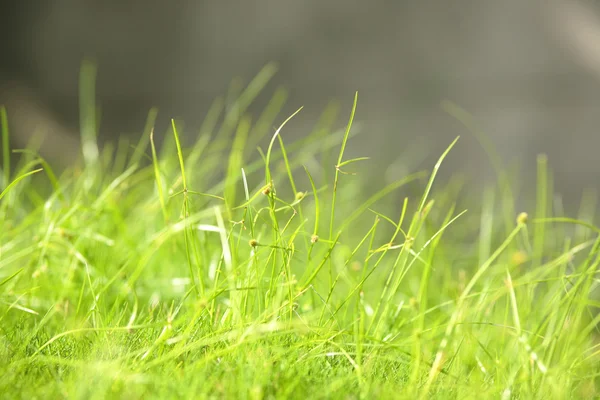 Grass in ochtend — Stockfoto