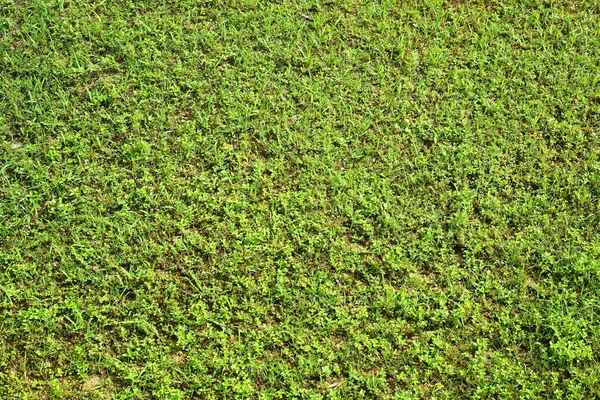 Фон травяного поля — стоковое фото