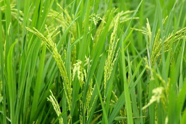 Neloupaná rýže v poli — Stock fotografie